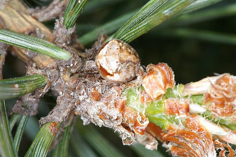 Atea_sturmi_D2996_Z_78_NP De Hoge Veluwe_Nederland.jpg